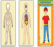 وحدة أعضاء الجسم جسم ـ أعضاء داخلية ـ هيكل عظمي